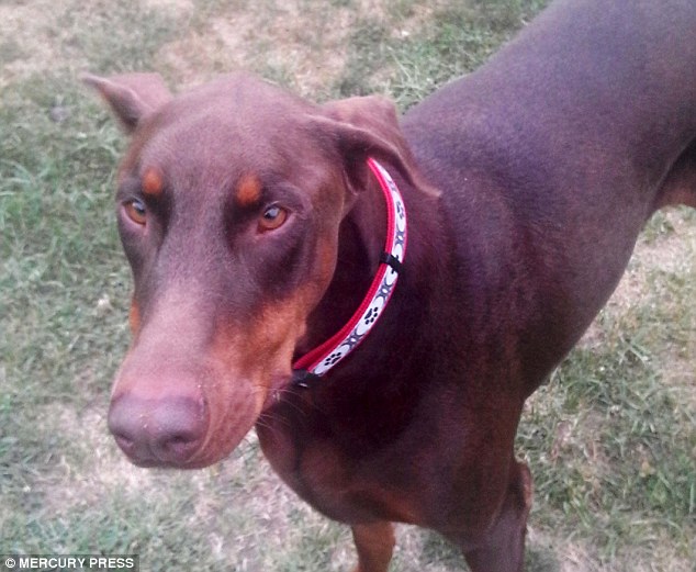 Now Doberman Zeus, has won a competition run across the U.S. to find the most bizarre things that pets have eaten