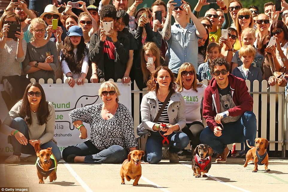Hundreds of punters watch the Inaugural Dachshund Running of the Wieners Race in Melbourne