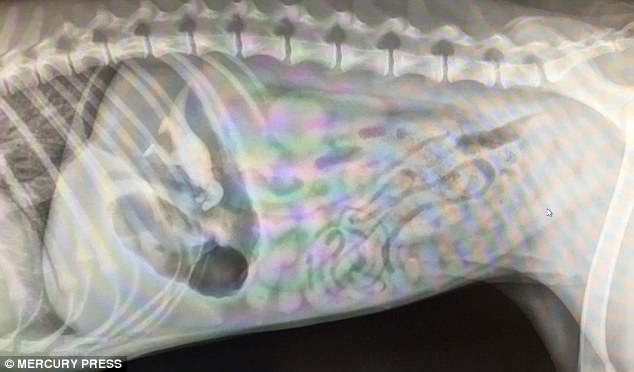 An x-ray of seven-month labradoodle Olive clearly showed the outline of a a T-Rex dinosaur toy she had ingested 