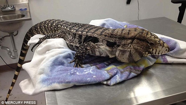 When vets operatated on Beaugard, a five-year-old pet tegu monitor lizard in Louisiana, they found a King Kong toy 