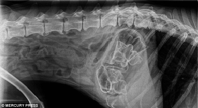 Vets were puzzled when eight-year-old the x-rays of eight-year-old border collie Ace, showed up abnormalities 