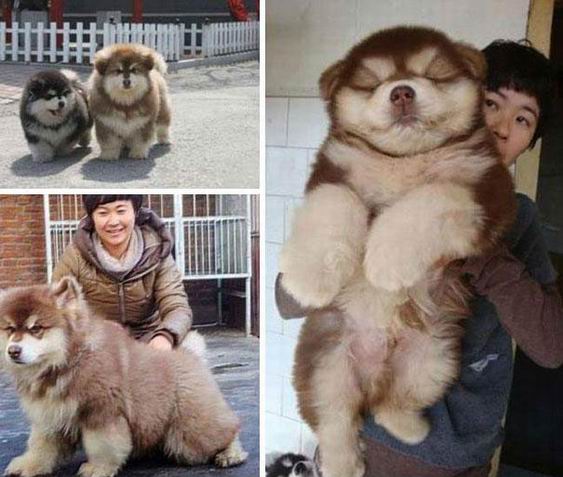 8. It is a cross between the Chow Chow & the Husky