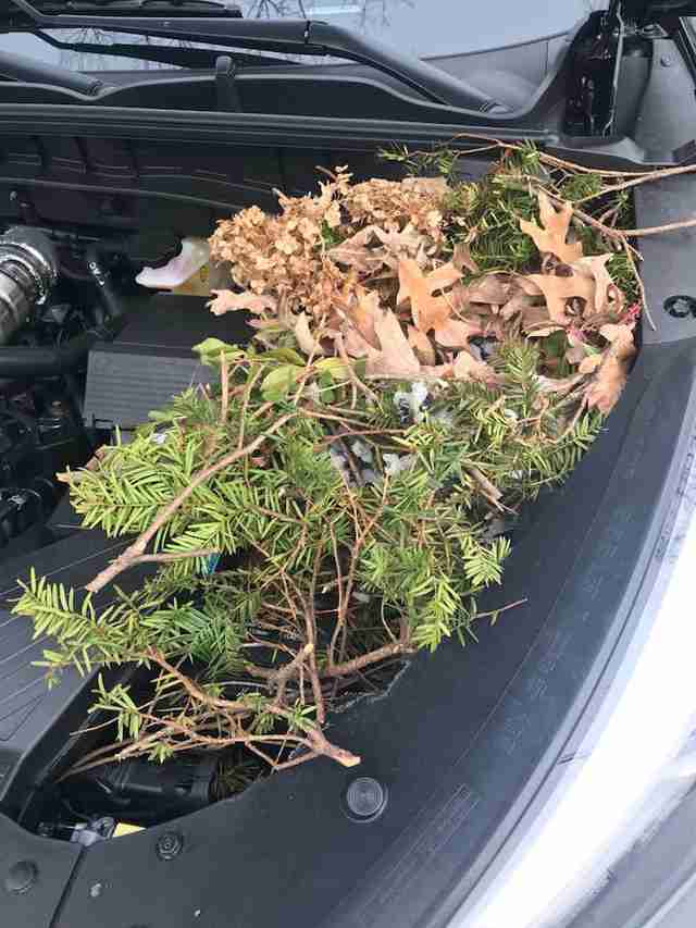 A squirrel nest inside the hood of a car
