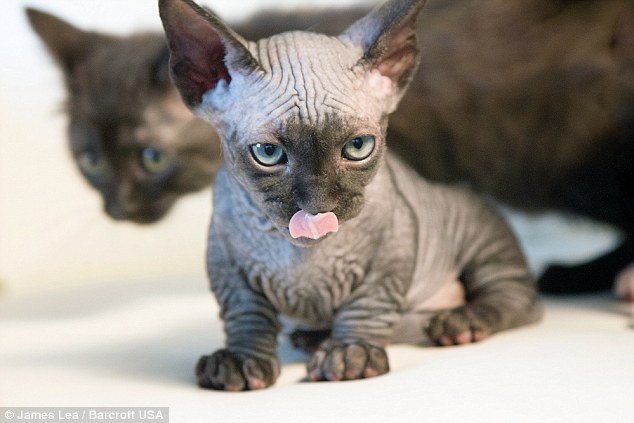 The ideal specimen is a BamBob (pictured) born with perfect hairlessness, perfect little legs and bobtail and a SphynxieBob with perfect hairlessness, long legs, muscular bodies and bobtails