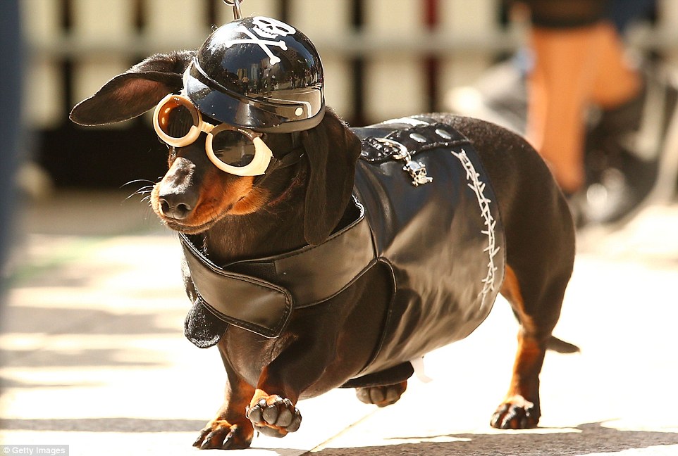 Chilli trained for a month with her owner and won third place in the best costume competition dressed as a biker