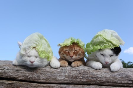 "Lettuce just makes an excellent hat. Truly top notch sun protection!"