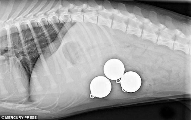 An x-ray showing  three fishing weights inside the stomach of the Labrador retriever after he swallowed them