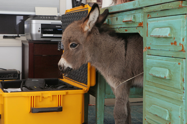 miniature-donkey11