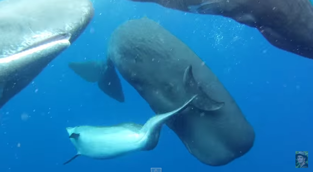 A pod of sperm whales accepted a deformed dolphin into their family.