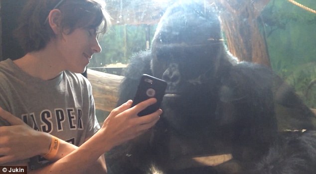 The attentive gorilla stared at the phone and even gestured for the man to scroll to the next picture