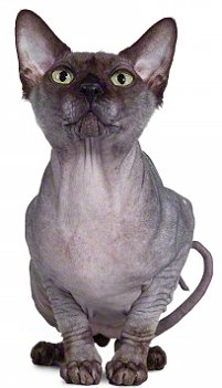The new breeds were created by mixing existing breeds (Sphynx cat pictured)