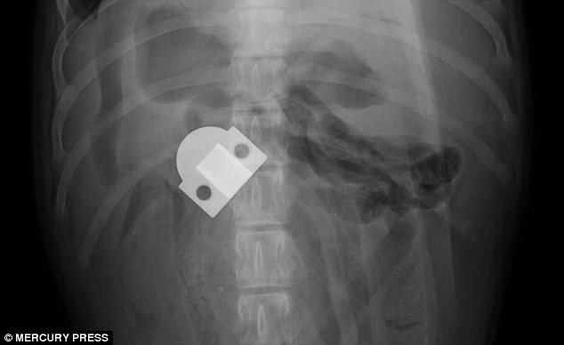 In third place, six-month-old Labrador Retriever Avery was found to have eaten a door hinge, pictured in the x-ray 