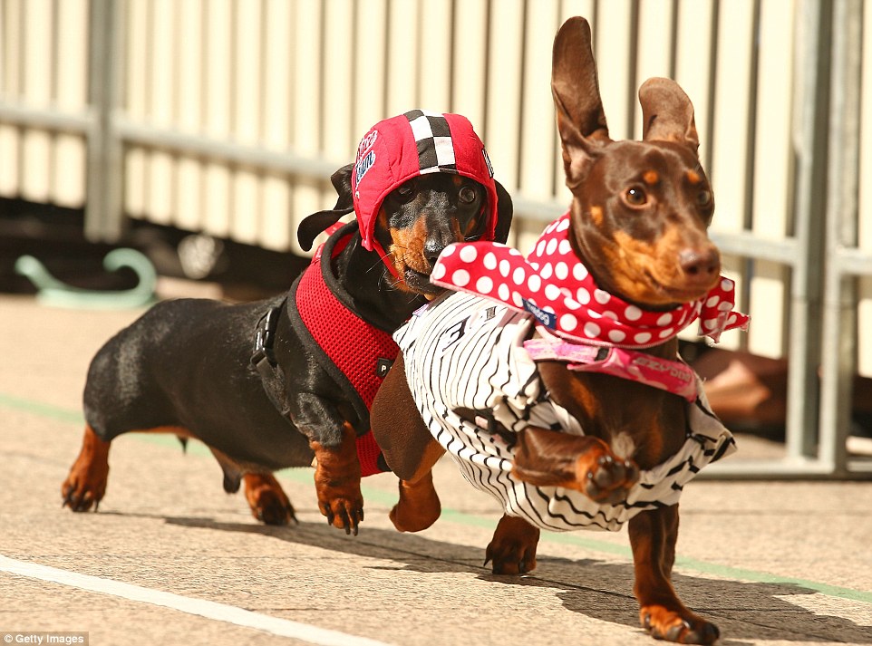 Cooper (left) dressed as a racing car driver chases a competitor in the first Running of the Wieners 