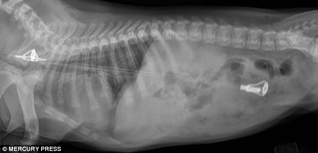 An x-ray showing the fishing pole inside a puppy's stomach. It was runner-up in the 'They Ate What?!' competition 