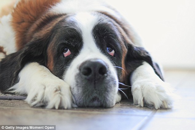 Doggy got the blues? Soaring numbers of pet owners are claiming on their insurance to get psychological help for their dogs