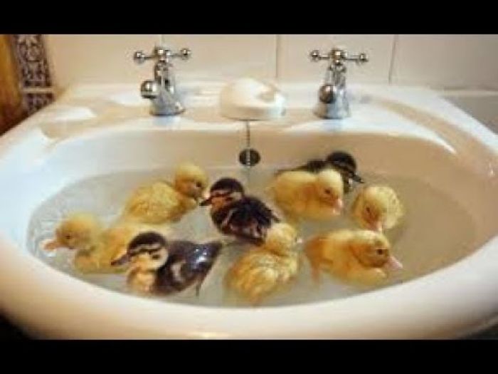 I Are Cute Duckling Aww – Cute Babys Duck Animal