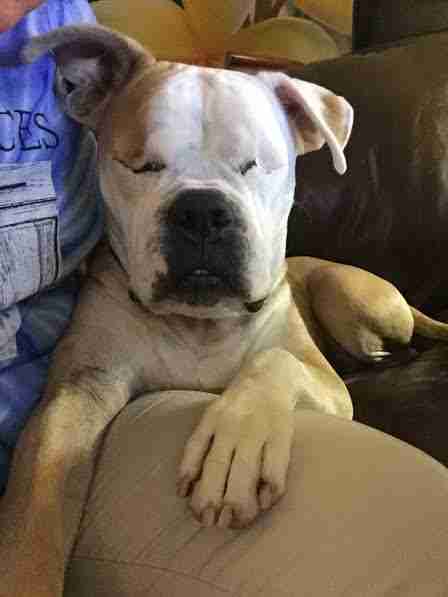 American bulldog cuddling with woman