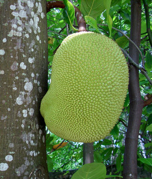 The jackfruit gives foods at the Herbivorous Butcher a fibrous, meat-like texture, Kale Walch says.