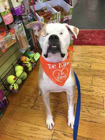 Blind dog with bandana on