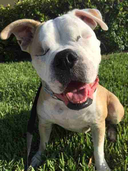 Smiling American bulldog with no eyes