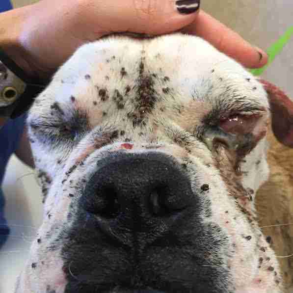 Dog's face covered with ticks