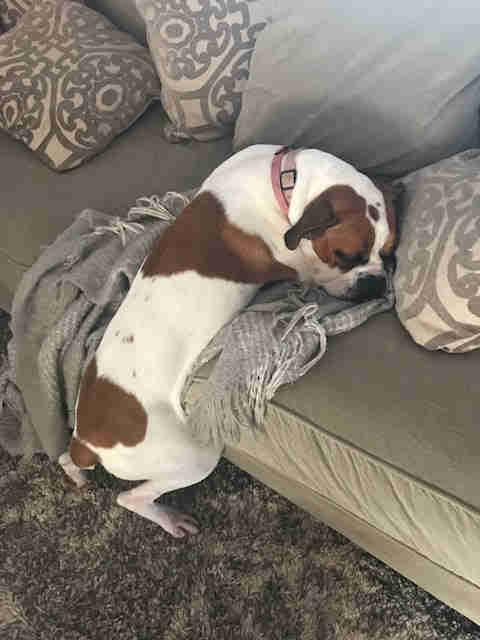 dog boxer resting couch kentucky