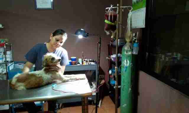 Dog receives blood donation in Costa Rica