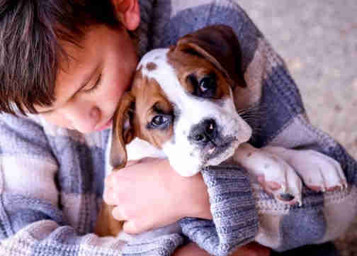 boxer puppy couch kentucky