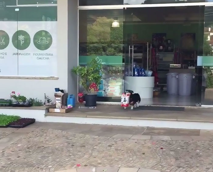 Clever Dog Goes Shopping Every Day All By Himself, Returns With Bags Full Of Food