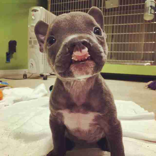 puppy with a cleft palate