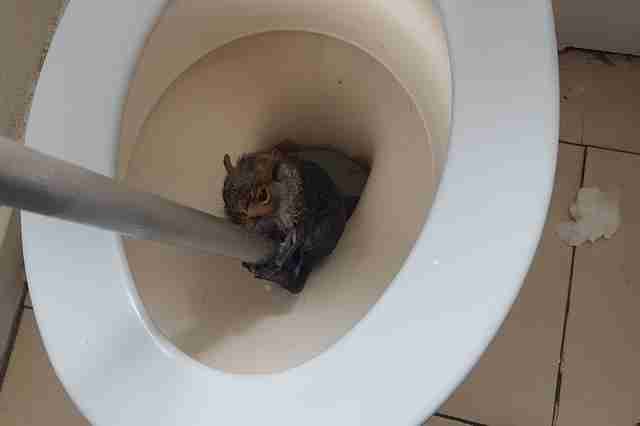 squirrel toilet rescue england