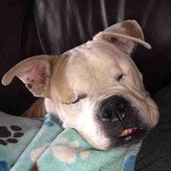American bulldog snoozing