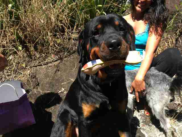 Dog who gave blood in Costa Rica