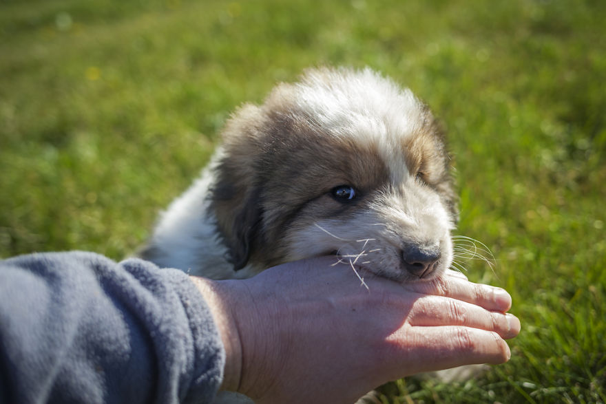 Once Bitten: What To Do When An Animal Bites You