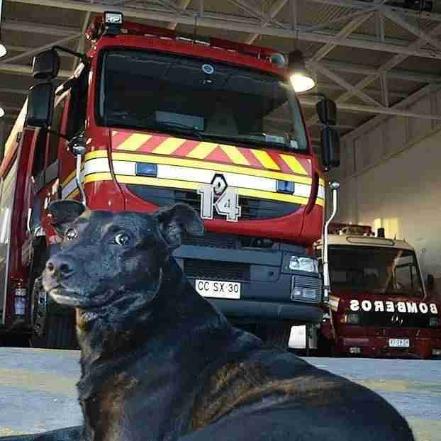 Firefighters Give The Sweetest Goodbye To Their Beloved Station Dog Firefighters Give The Sweetest Goodbye To Their Beloved Station Dog