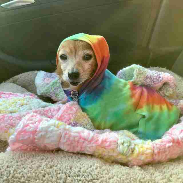 People Send Sweaters To 'Naked' Dog Who Loves To Be Cozy People Send Sweaters To 'Naked' Dog Who Loves To Be Cozy