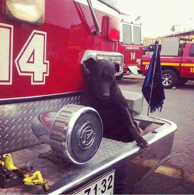 Firefighters Give The Sweetest Goodbye To Their Beloved Station Dog Firefighters Give The Sweetest Goodbye To Their Beloved Station Dog