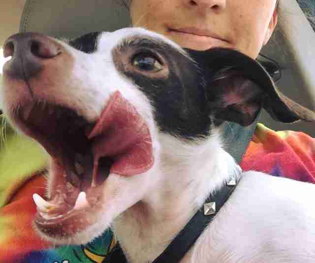 Dog sitting on woman's lap