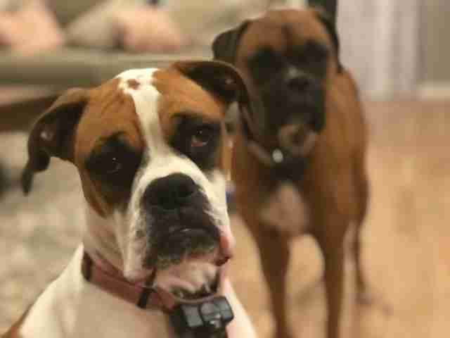 dog boxer couch kentucky