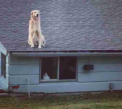 dog huck golden retriever texas