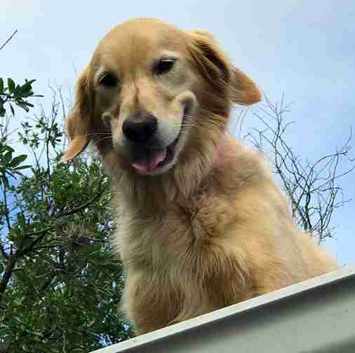 roof dog huck texas