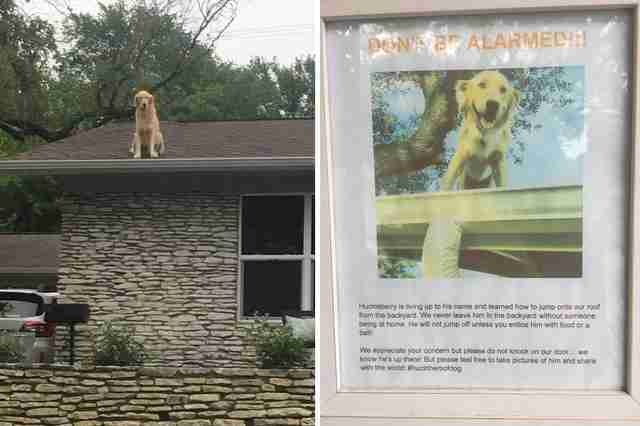 dog roof texas huck