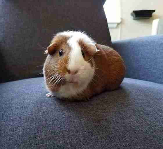 Pandora the adopted American guinea pig