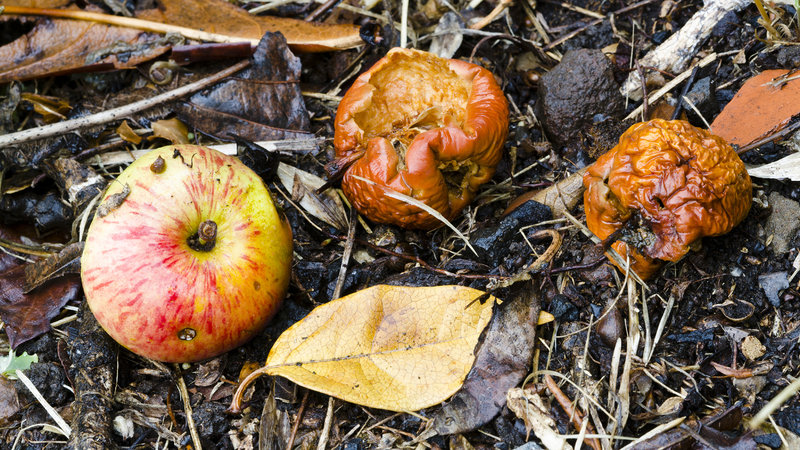 Rotten, fermented fruit has some nutritional value, and may have looked pretty good to our hungry ancient ancestors. Evolving the ability to metabolize the alcohol in fermented fruit may have helped us adapt to a changing climate 10 million years ago, research suggests.