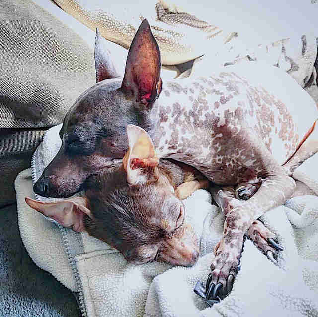 Dogs snuggling on bed