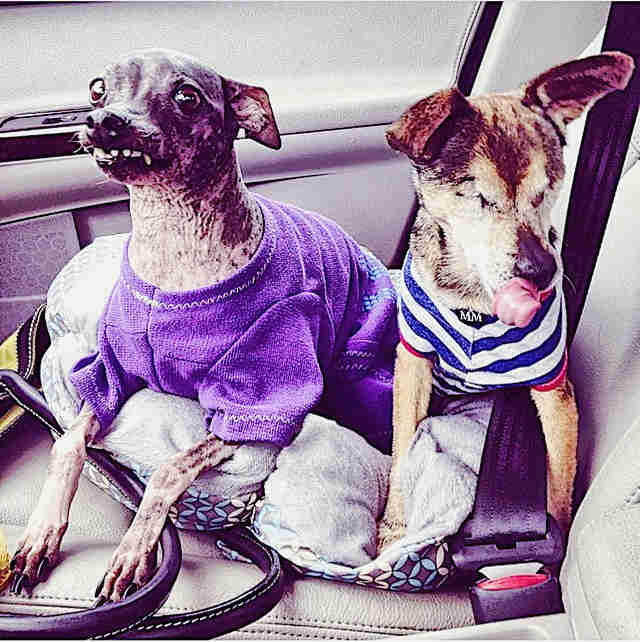 Dogs sitting in car