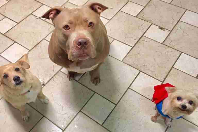 Woman Reunites With Lost Dog 11 Years After He Went Missing Woman Reunites With Lost Dog 11 Years After He Went Missing