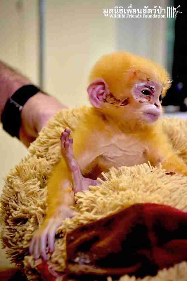 orphan langur monkey