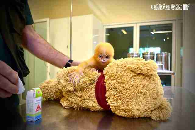 orphaned langur monkey thailand teddy bear
