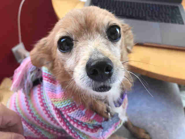 People Send Sweaters To 'Naked' Dog Who Loves To Be Cozy People Send Sweaters To 'Naked' Dog Who Loves To Be Cozy